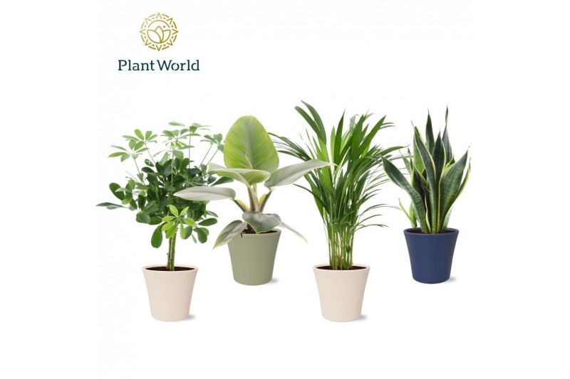 Kamerplanten mix Groenmix Jamaica in pot Coco collectie Top Blend 1 pp 