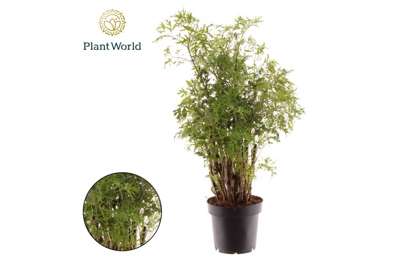 Polycias fruticosa Polyscias Hawaiiana Ming 1 pp 