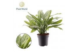 Aglaonema silver queen Aglaonema Silver Queen 2 pp