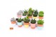 Succulenten mix Succulent mix in Lima 6,5 