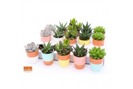 Succulenten mix Succulent mix in Lima 6,5