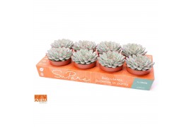 Echeveria pulidonis sky pearl Echeveria sky pearl 12