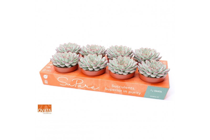 Echeveria pulidonis sky pearl Echeveria sky pearl 12 
