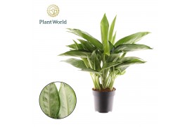Aglaonema Aglaonema Silverado 2 pp