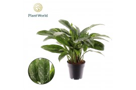 Aglaonema green lady Aglaonema Green Lady 3 pp