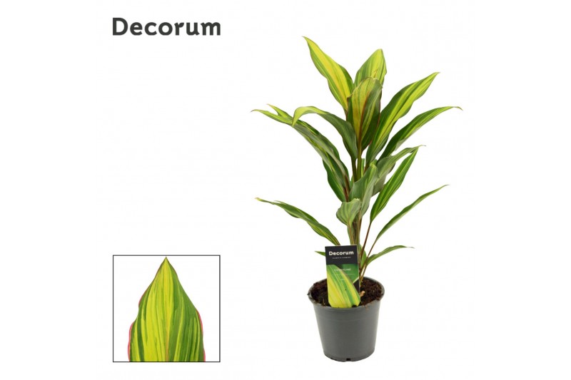 Cordyline fruticosa kiwi Cordyline Kiwi 12 cm ( Decorum ) 1 pp 