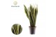 Sansevieria trifasciata laurentii Sansevieria Laurentii XL 3 pp 