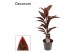 Cordyline fruticosa mambo Cordyline Mambo 12 cm ( Decorum ) 1 pp 