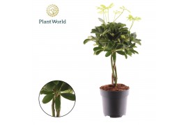 Schefflera arboricola compacta Schefflera Compacta (Nora) vlecht 3 pp