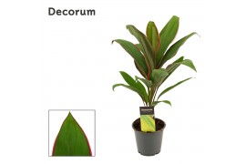 Cordyline fruticosa geraldo Cordyline Salsa 12 cm (Decorum) 1 pp