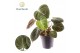 Philodendron Philodendron Choco Red 1 pp 