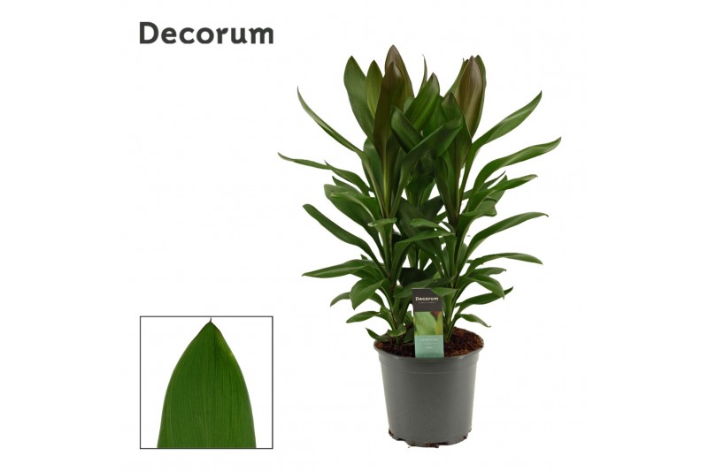 Cordyline glauca Cordyline Glauca Toef 19 cm (Decorum) 3 pp 