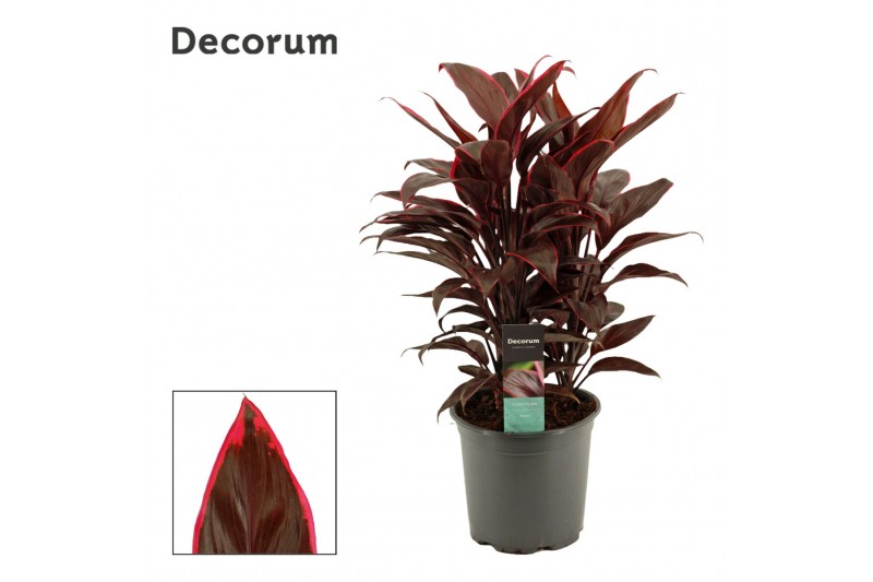 Cordyline fruticosa mambo Cordyline Mambo Toef 19 cm (Decorum) 3 pp 