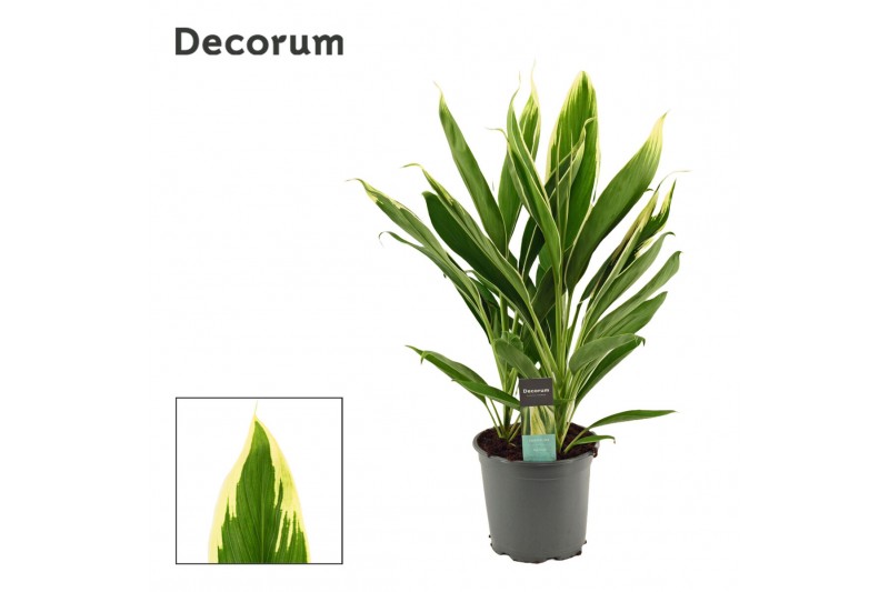 Cordyline fruticosa conga Cordyline New Conga Toef 19 cm (Decorum) 3 p 