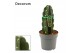 Cereus Cuddly Cactus 14 cm (Cereus Jamacaru) (Decorum) 