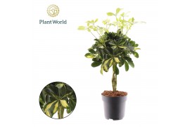 Schefflera arboricola gold capella Schefflera Gold Capella vlecht 3 pp
