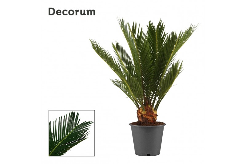 Cycas revoluta Cycas revoluta 12 cm, 6+ veren (Decorum) 6 blad 