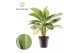 Aglaonema silver bay Aglaonema Silver Bay 3 stekken p.p. 3 pp 
