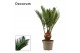 Cycas revoluta Cycas revoluta 9 cm, 4+ veren (Decorum) 4 blad 