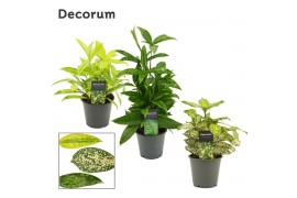 Dracaena Dracaena mix 12 cm (Decorum) 1 pp