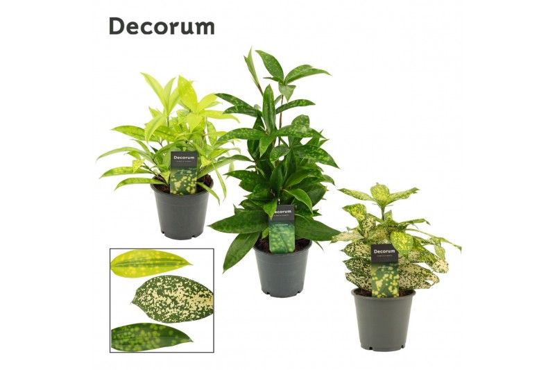 Dracaena Dracaena mix 12 cm (Decorum) 1 pp 