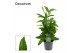Dracaena surculosa Dracaena Surculosa 12 cm (Decorum) 1 pp 