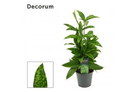 Dracaena surculosa Dracaena Surculosa 12 cm (Decorum) 1 pp