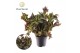 Begonia blad Begonia heracleifolia Vampire 3 pp 