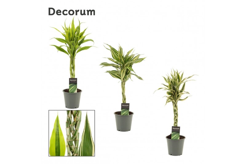 Dracaena sanderiana mix Dracaena Sanderiana vlecht mix 12 cm (Decorum) 