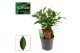 Ficus microcarpa ginseng Ficus Ginseng 12 cm Retusa 1 pp 