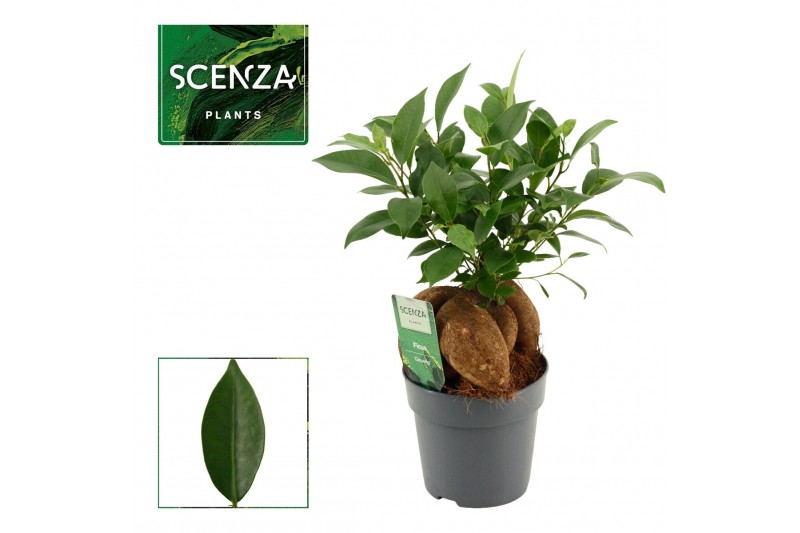 Ficus microcarpa ginseng Ficus Ginseng 12 cm Retusa 1 pp 