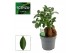Ficus microcarpa ginseng Ficus Ginseng 14 cm Retusa 1 pp 