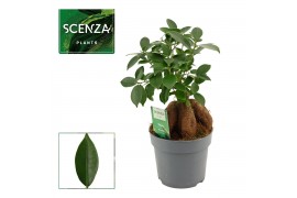 Ficus microcarpa ginseng Ficus Ginseng 14 cm Retusa 1 pp