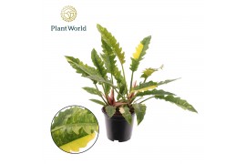 Philodendron Ring of Fire Philodendron narrow Ring of Fire 1 pp