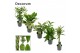 Groene planten mix Green Extreme Mix 12 cm (Decorum) 1 pp 