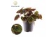 Begonia blad ferox Begonia rex Ferox 3 pp 