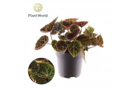 Begonia blad ferox Begonia rex Ferox 3 pp