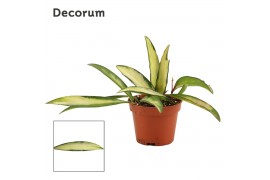 Hoya wayetii tricolor Hoya wayetii 6 cm Tricolor Decorum 2.5 - 4.9  cm