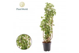 Polyscias balfourii Polyscias Balfouriana vertakt 1 pp