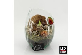 Arrangementen hippeastrum HICR-2503RLED Kerst Amaryllis 1 pp