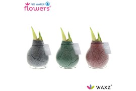 Hippeastrum gewaxt No Water Flowers Waxz® Marble 2 tak/plnt
