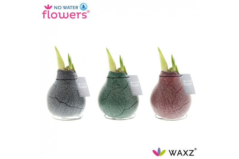Hippeastrum gewaxt No Water Flowers Waxz® Marble 2 tak/plnt 