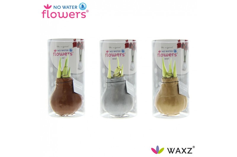 Hippeastrum gewaxt No Water Flowers Waxz® Gold/ Silver/ Copper in Koke 
