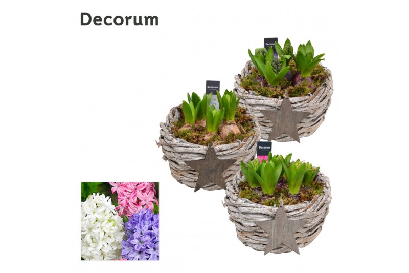 Arrangementen hyacinthus Hyacint Gevlochten Schaal HL12782 [PURE] 5 pp 