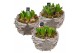 Arrangementen hyacinthus Hyacint Gevlochten Schaal HL12782 [PURE] 5 pp 