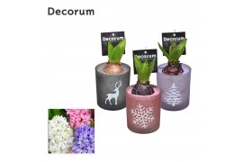Arrangementen hyacinthus Hyacint Mini Printed Glass HL18112 [LOVELY CO