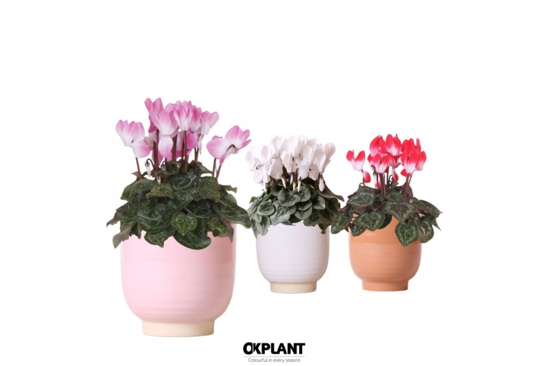 Cyclamen pers. midi Cyclamen mix in Glazed pot mix 25 cm diameter 1 pp 