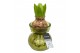 Arrangementen hyacinthus Hyacinth in Glass HL32080WP [SPECIAL] 1 pp 30 