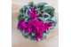 Cyclamen pers. midi super serie rembrandt Cyclamen Rembrandt mix 25 cm 