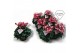 Cyclamen pers. super serie djix Cyclamen Exclusive® Djix Rood 20 cm di 